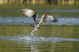 Western Osprey (Pandion haliaetus) flying with fish prey in its claws, Mecklenburg-Western