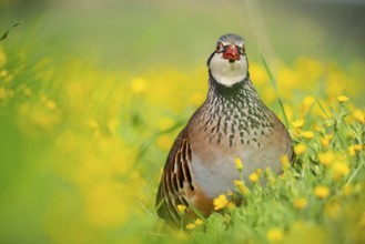 A stunning red-legged partridge stands among vivid yellow wildflowers, showcasing its distinctive