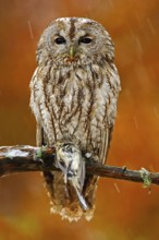 Autumn orange forest. Tawny owl in the forest with tit bird in the talon. Brown owl sitting on tree