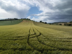 Scenic countryside landscape featuring a golden wheat field with visible tractor tracks, under a