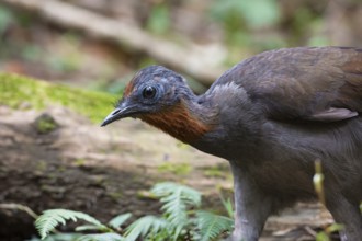 Superb Lyrebird (Menura novaehollandiae) juvenile, New South Wales, Australia