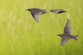 Common Starling (Sturnus vulgaris) juvenile flying, Brandenburg, Germany