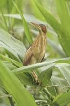 Least Bittern (Ixobrychus exilis), Ecuador