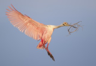 Roseate Spoonbill (Platalea ajaja) flying with nesting material in beak, Florida, USA