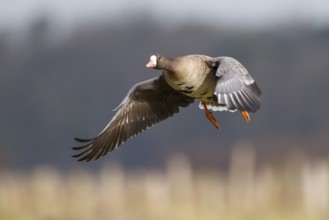 Greater White-fronted Goose (Anser albifrons) flying, North Rhine-Westphalia, Germany