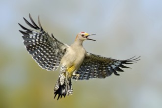 Golden-fronted Woodpecker (Melanerpes aurifrons) singing in flight, Texas, USA