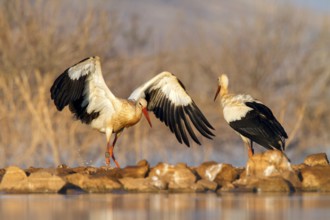 White Stork (Ciconia ciconia), Castile-La Mancha, Spain