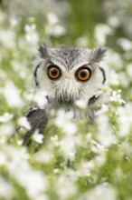 Southern White-faced Owl (Ptilopsis granti) captive, Germany
