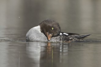 Barrow's Goldeneye (Bucephala islandica) female, British Columbia, Canada