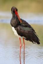 Black Stork (Ciconia nigra), Greece