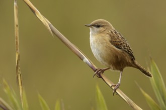 Apolinar's Wren (Cistothorus apolinari) perched on a branch in the Andes mountains in Colombia