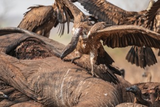 Many white-backed vultures (Gyps africanus), vultures feeding on the carcass of an elephant,