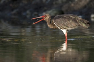 Black Stork (Ciconia nigra) foraging, Castile-La Mancha, Spain