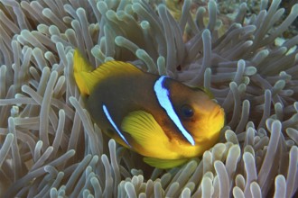 Red sea anemonefish (Amphiprion bicinctus)