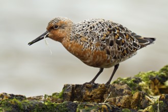 Red Knot (Calidris canutus) foraging, Asturias, Spain