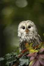 Ural Owl (Strix uralensis), captive, Germany