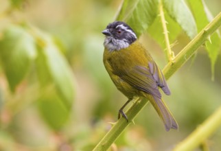 Sooty-capped Chlorospingus (Chlorospingus pileatus) high in the mountains at San Gerrardo de Dota,