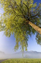 Tree, birch, light green leaves, morning light, fog, mountains, path, sunny, spring, Loisach-Lake