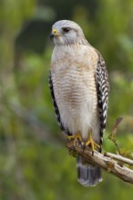 Red-shouldered Hawk (Buteo lineatus), Florida, USA