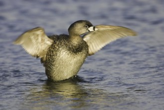Pied-billed Grebe (Podilymbus podiceps), California, USA