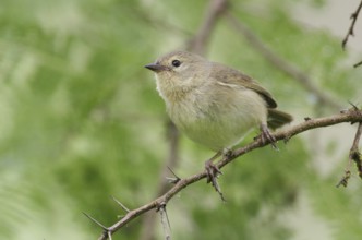 Grey Warbler-Finch (Certhidea fusca), Galapagos, Ecuador