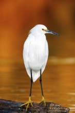 Snowy Egret Egretta thula Gilbert, Maricopa County, Arizona, United States 18 January Adult