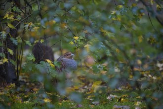 Grey Partridge (Perdix perdix), Bavaria, Germany