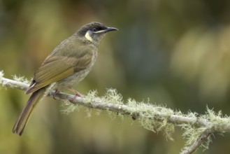 Lewin's Honeyeater (Meliphaga lewinii) perched on a branch in eastern Australia