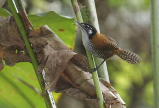 Bay Wren (Cantorchilus nigricapillus), Los Rios, Ecuador