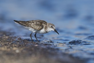 Little Stint (Calidris minuta) foraging, Eilat, Israel