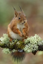 Eurasian Red Squirrel (Sciurus vulgaris), on forest, Asturias, Spain