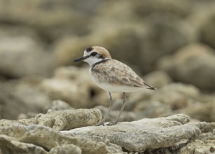 Malaysian Plover (Charadrius peronii), Thailand