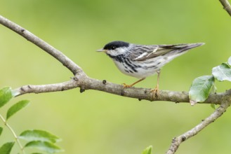 Blackpoll Warbler (Setophaga striata) male perched on a branch, Texas, USA