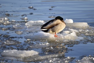 Mallards (Anas platyrhynchos) sitting on ice on the frozen Elbe near Geesthacht,
