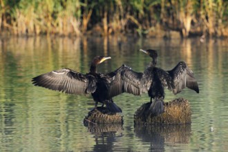 Cormorants (Phalacrocorax carbo) sitting on tree stumps in the water and drying their feathers,