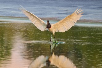 A bird spreads its wings over the reflecting water surface, Jabiru (Jabiru mycteria), Pantanal,