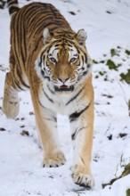Siberian tiger (Panthera tigris altaica) walking in the snow in winter, captive, Germany