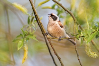 Eurasian Penduline Tit (Remiz pendulinus) male singing, Saxony-Anhalt, Germany