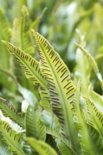 Deer's tongue fern (Asplenium scolopendrium)