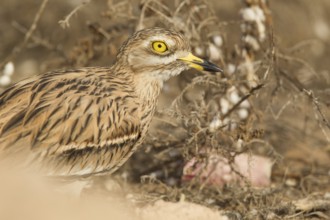 Eurasian Stone-curlew (Burhinus oedicnemus), Morocco