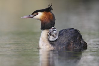 Great Crested Grebe (Podiceps cristatus) with chick, North Rhine-Westphalia, Germany