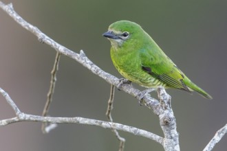 Swallow Tanager (Tersina viridis) perched on a branch in the Pantanal region of Brazil