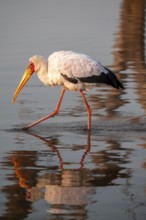 Glutton (Mycteria ibis) foraging in the water, in the morning light, with reflection, Sunset Dam,