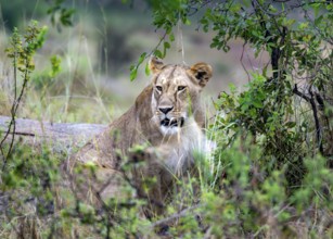 Lion (Panthera leo), female lying between bushes, Serengeti National Park, Tanzania