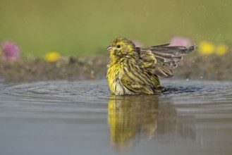 European Serin (Serinus serinus) bathing at a waterhole, Aosta Valley, Italy