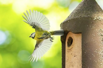Eurasian blue tit (Cyanistes caeruleus) flying away from a bird house, Bavaria, Germany