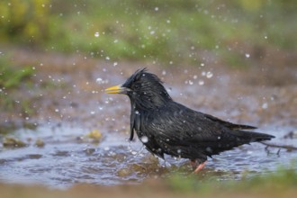 Spotless Starling - Einfarbstar - Sturnus unicolor, Morocco, adult