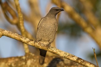 Barred Cuckooshrike (Coracina lineata) juvenile, Queensland, Australia