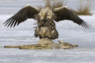 White-tailed Eagle (Haliaeetus albicilla) pair mating, Mecklenburg-Western Pomerania, Germany
