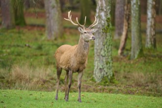 A stag stands at attention in the forest, surrounded by trees and meadow, red deer (Cervus